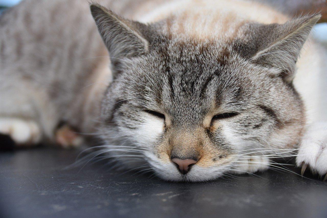 Кошка дремлет. Дремлющие кошки фото. Сонник красивый кот. Кошка напала во сне к чему снится